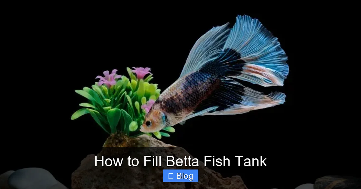 How to Fill Betta Fish Tank