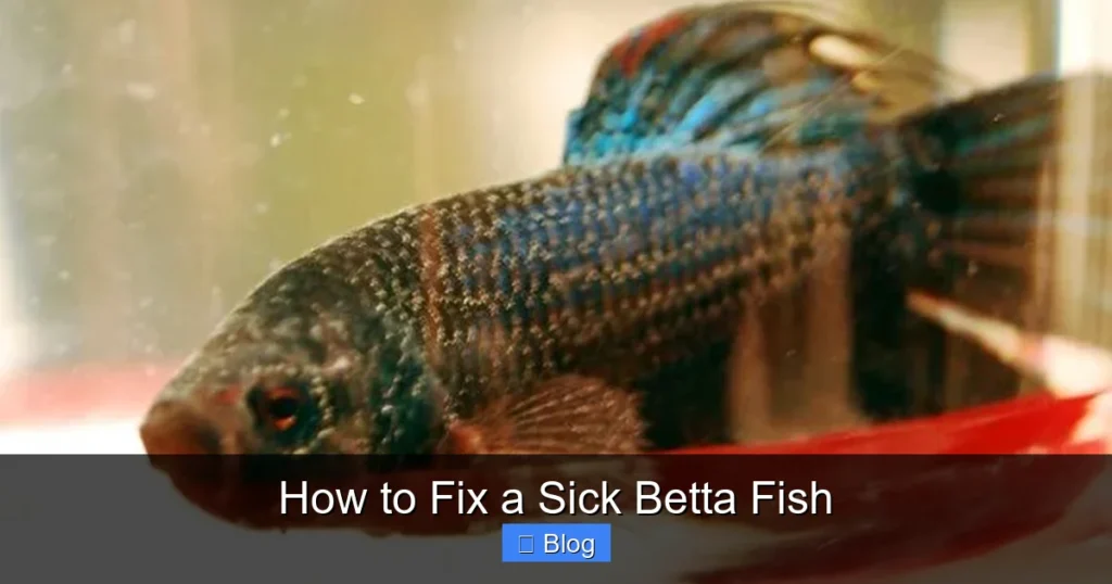 How to Fix a Sick Betta Fish