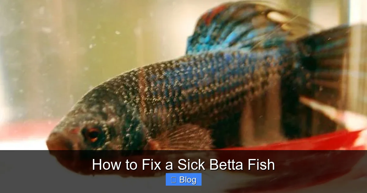 How to Fix a Sick Betta Fish