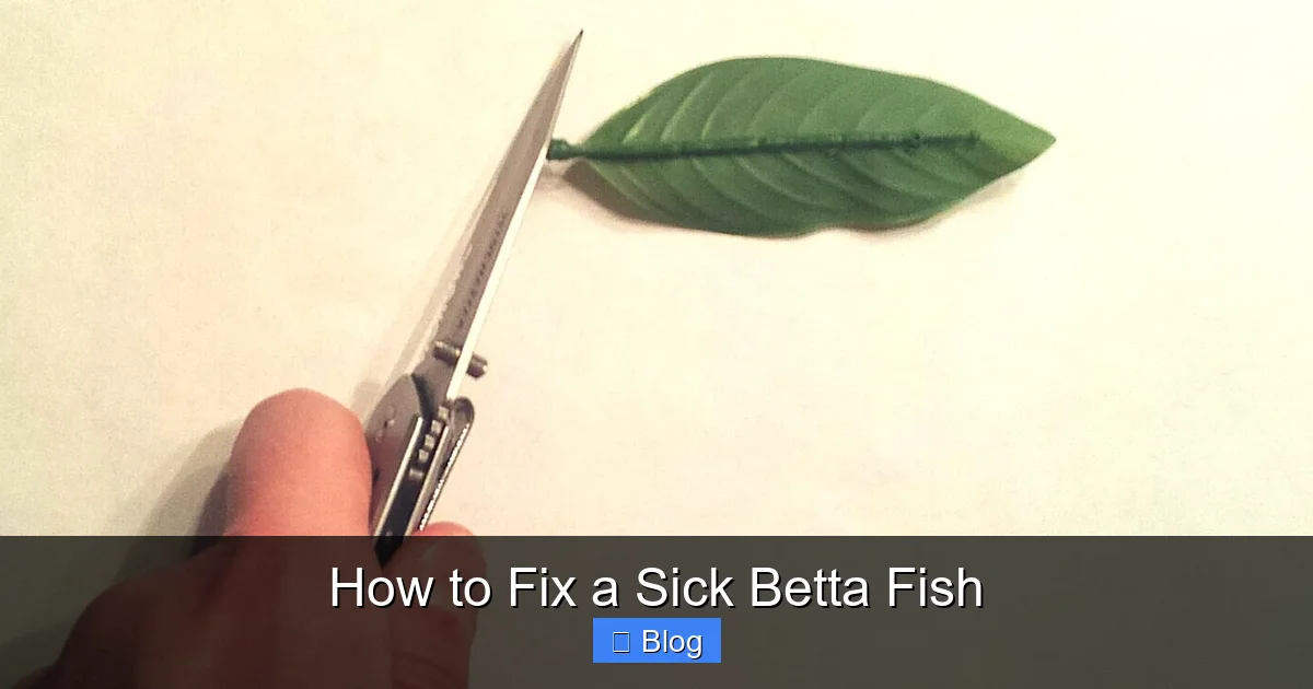How to Fix a Sick Betta Fish