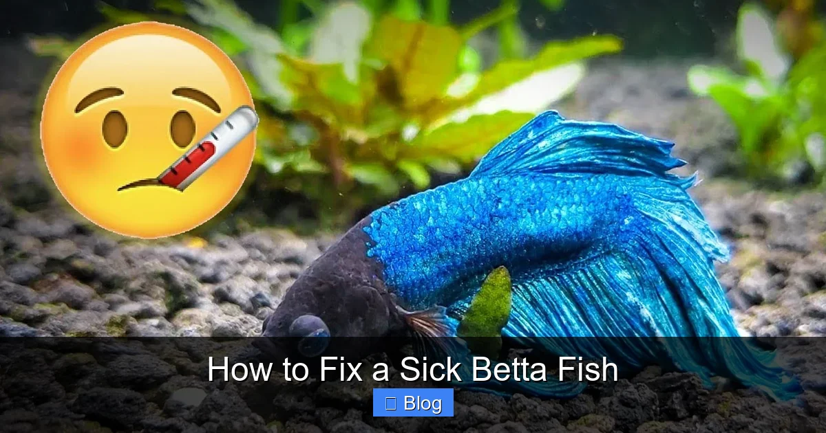 How to Fix a Sick Betta Fish