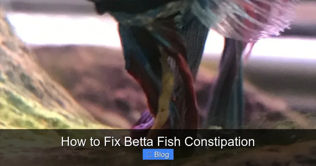 How to Fix Betta Fish Constipation