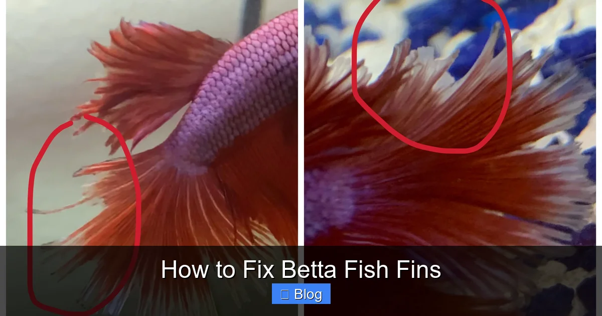How to Fix Betta Fish Fins
