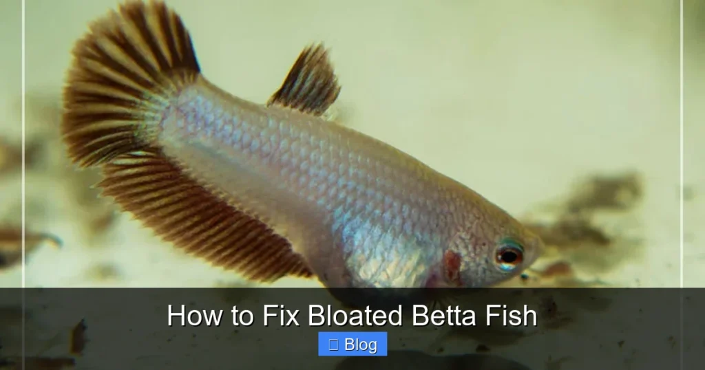 How to Fix Bloated Betta Fish