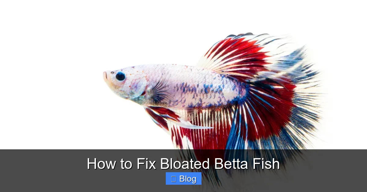 How to Fix Bloated Betta Fish