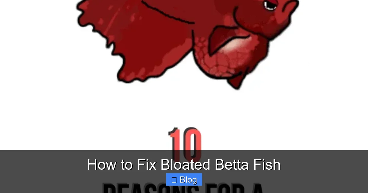 How to Fix Bloated Betta Fish