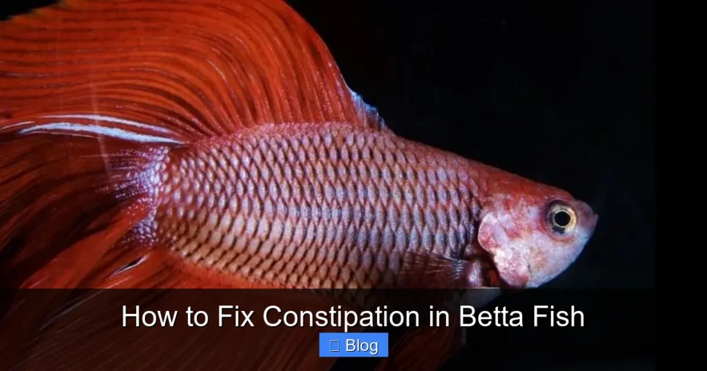 How to Fix Constipation in Betta Fish