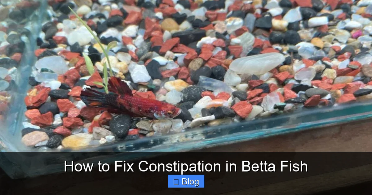 How to Fix Constipation in Betta Fish