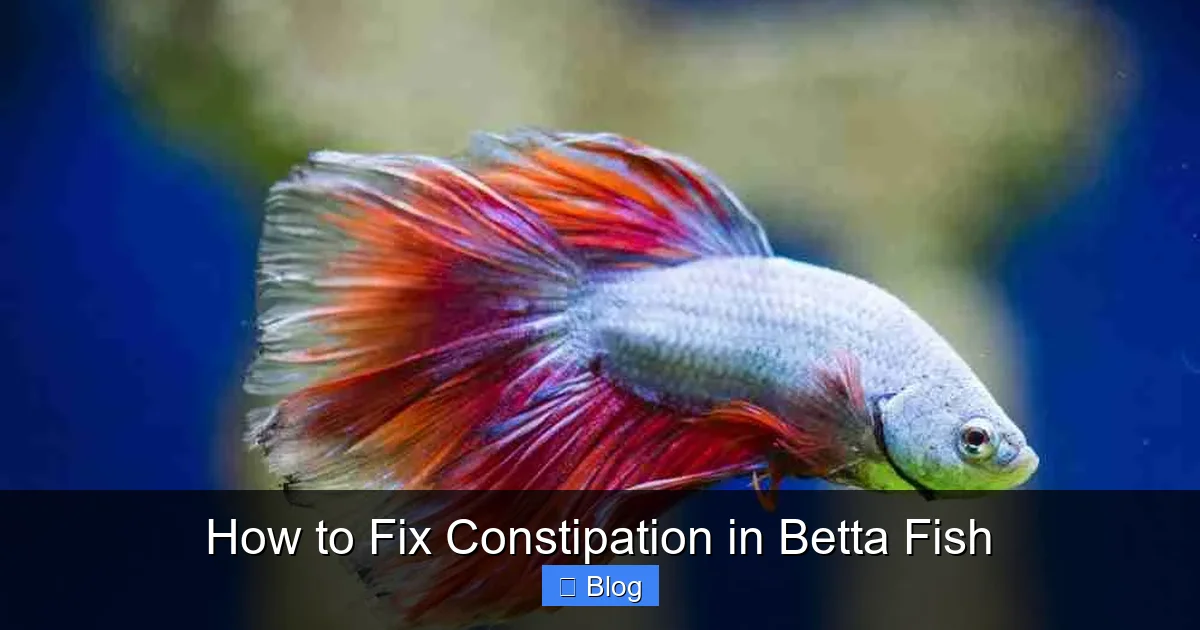 How to Fix Constipation in Betta Fish