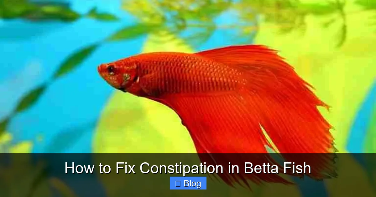 How to Fix Constipation in Betta Fish