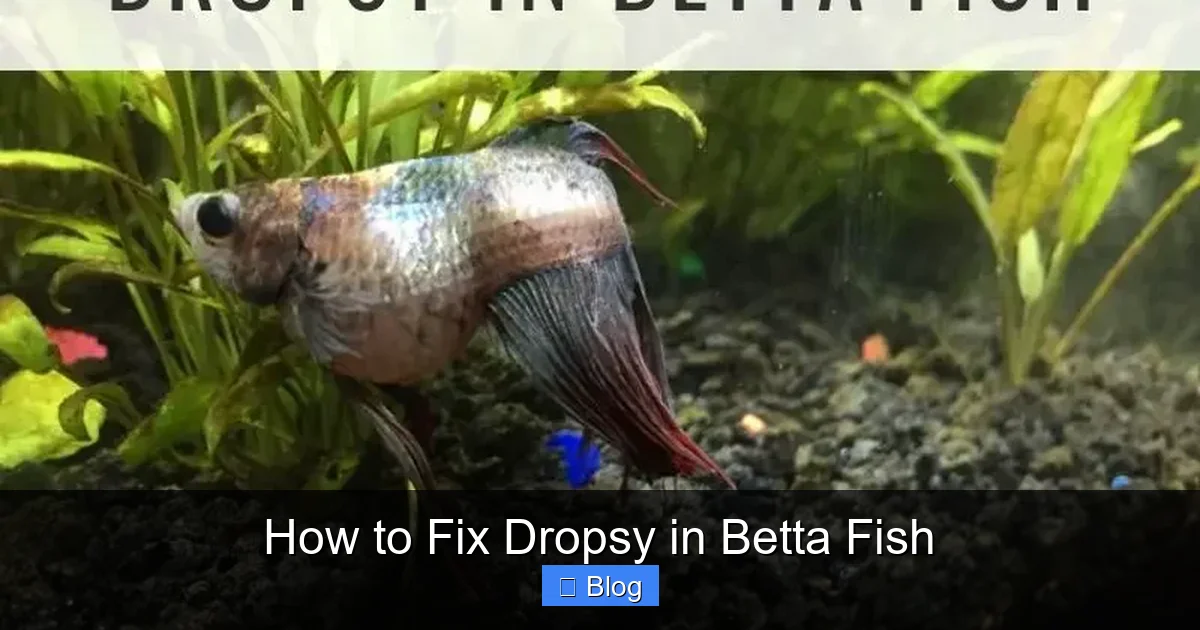 How to Fix Dropsy in Betta Fish