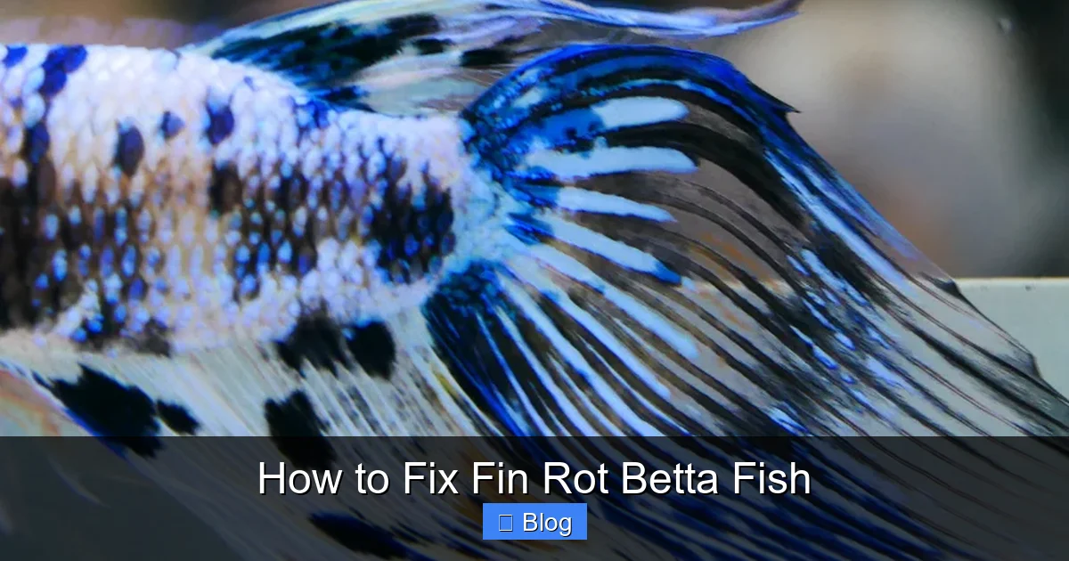 How to Fix Fin Rot Betta Fish