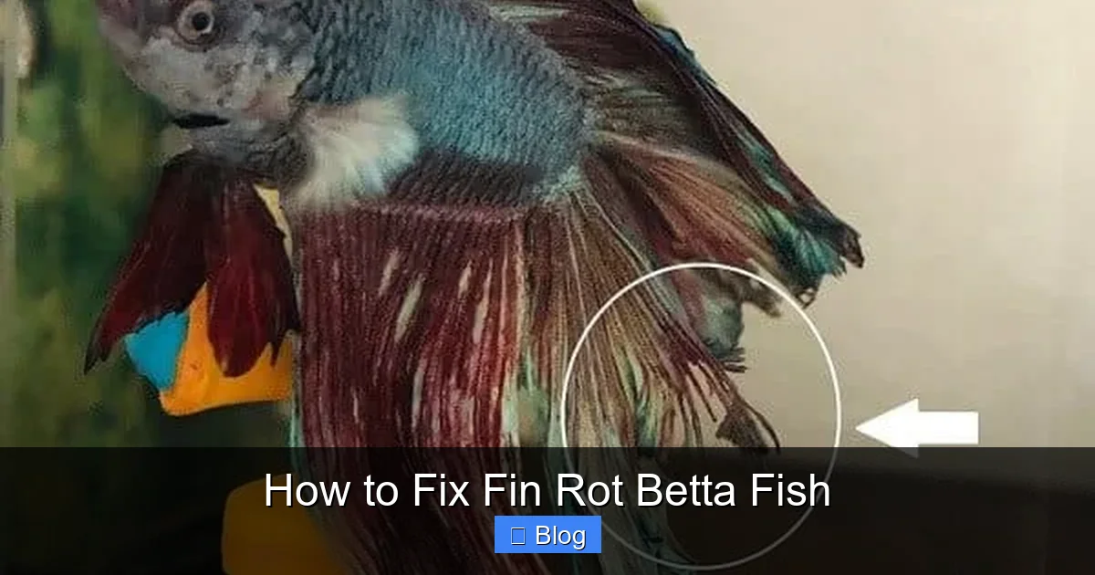 How to Fix Fin Rot Betta Fish