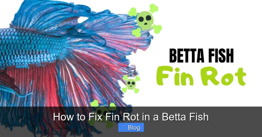 How to Fix Fin Rot in a Betta Fish