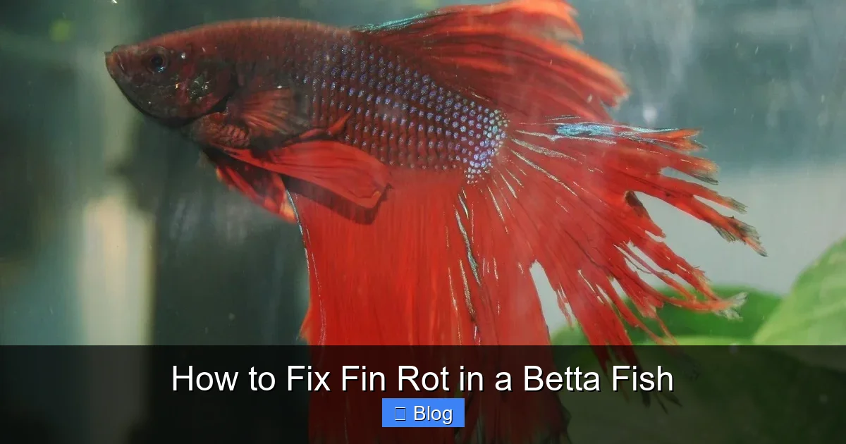 How to Fix Fin Rot in a Betta Fish