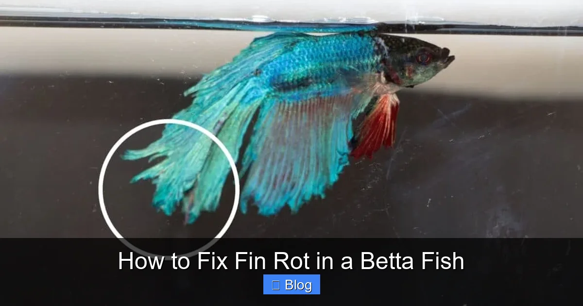 How to Fix Fin Rot in a Betta Fish