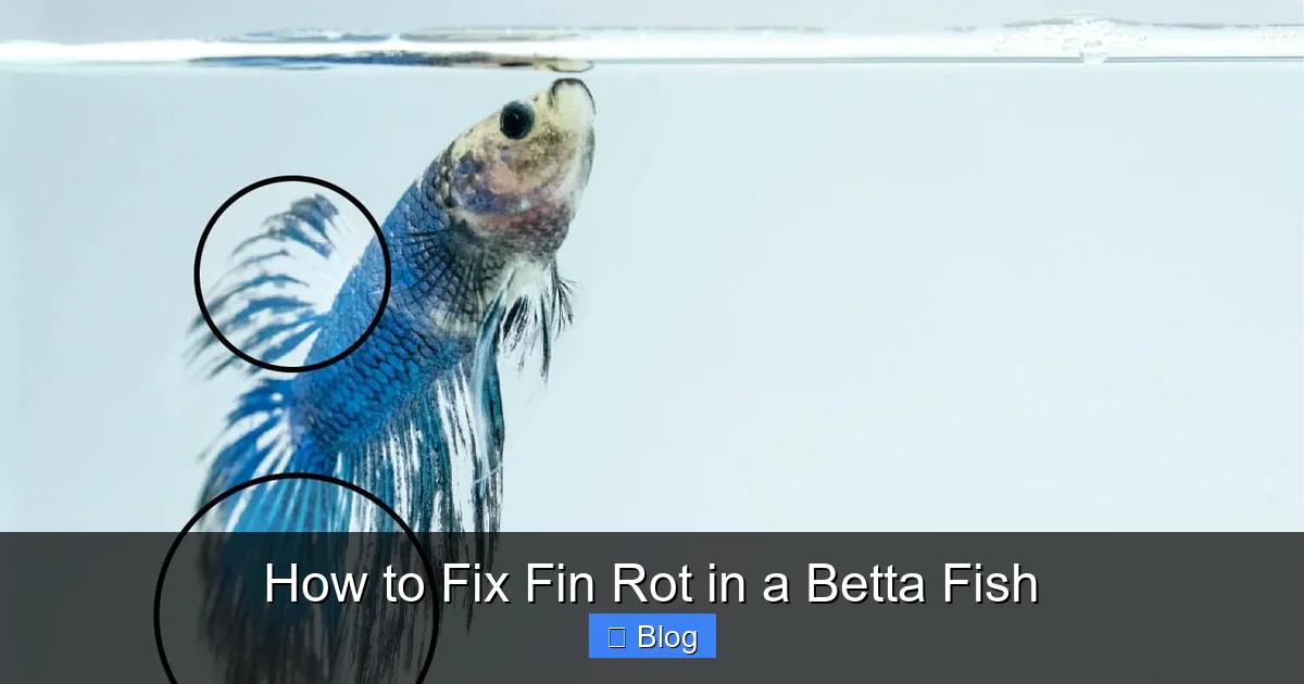 How to Fix Fin Rot in a Betta Fish