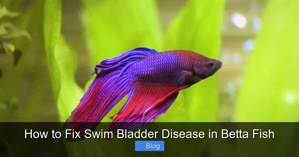 How to Fix Swim Bladder Disease in Betta Fish