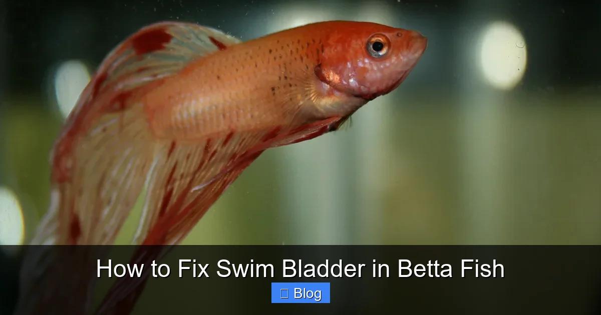 How to Fix Swim Bladder in Betta Fish