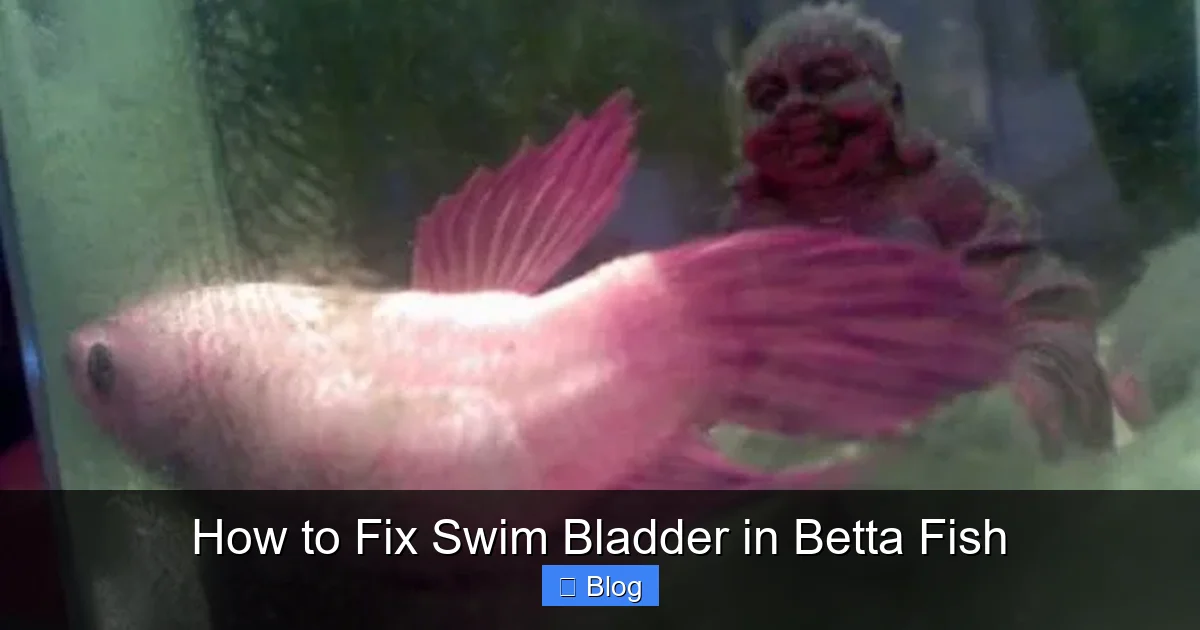How to Fix Swim Bladder in Betta Fish