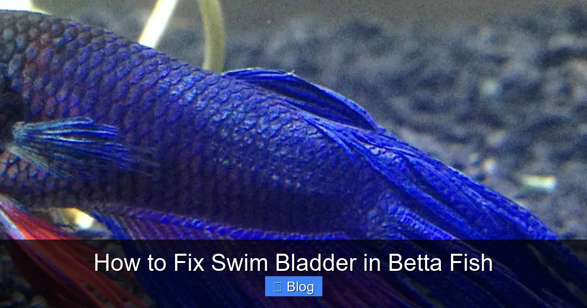 How to Fix Swim Bladder in Betta Fish