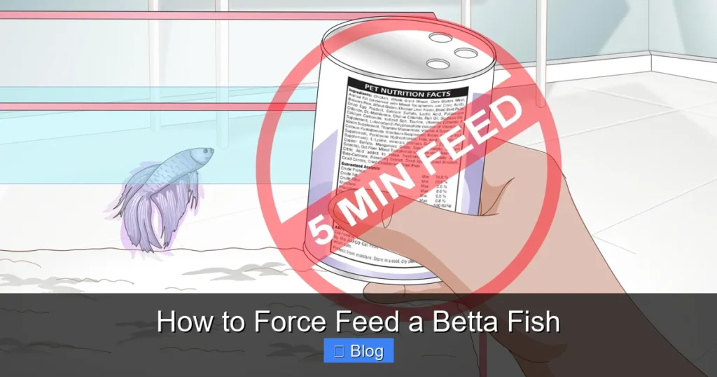 How to Force Feed a Betta Fish