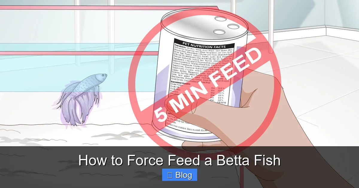 How to Force Feed a Betta Fish