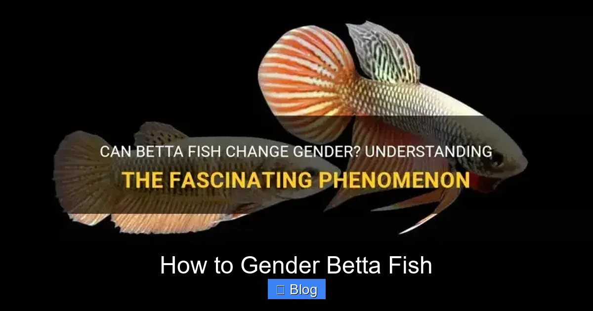 How to Gender Betta Fish