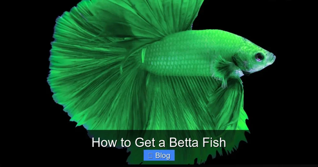 How to Get a Betta Fish