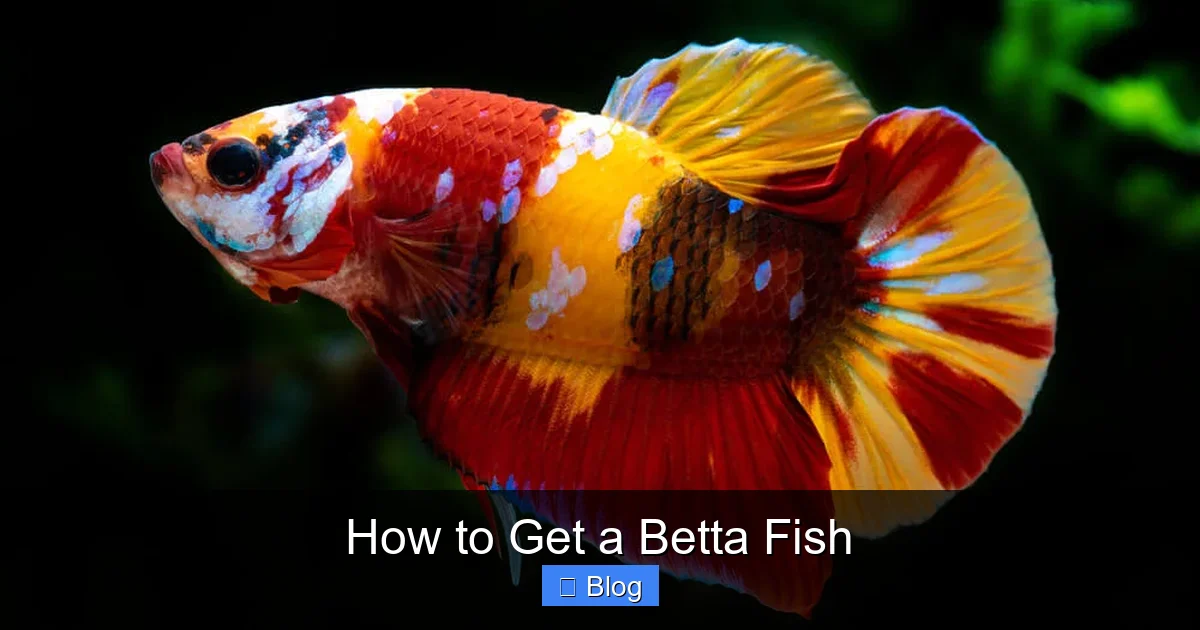 How to Get a Betta Fish