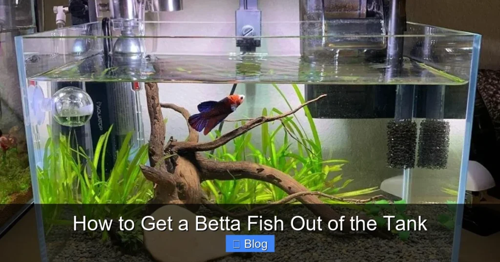 How to Get a Betta Fish Out of the Tank