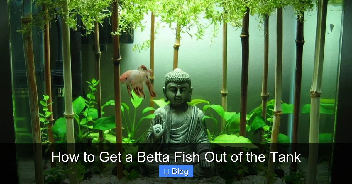 How to Get a Betta Fish Out of the Tank