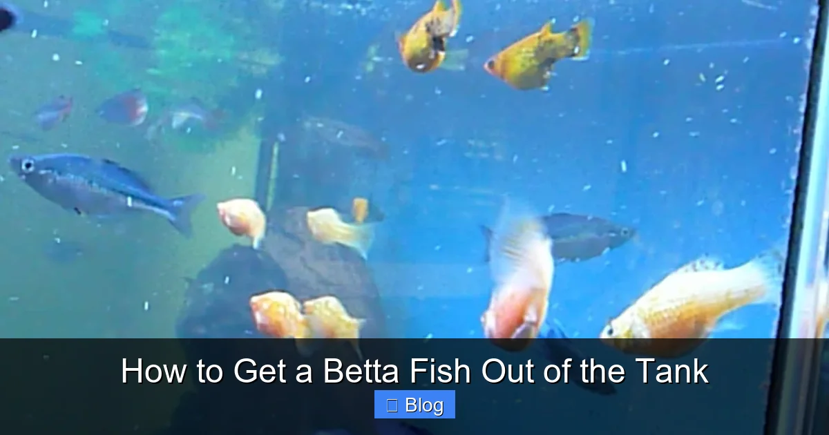 How to Get a Betta Fish Out of the Tank