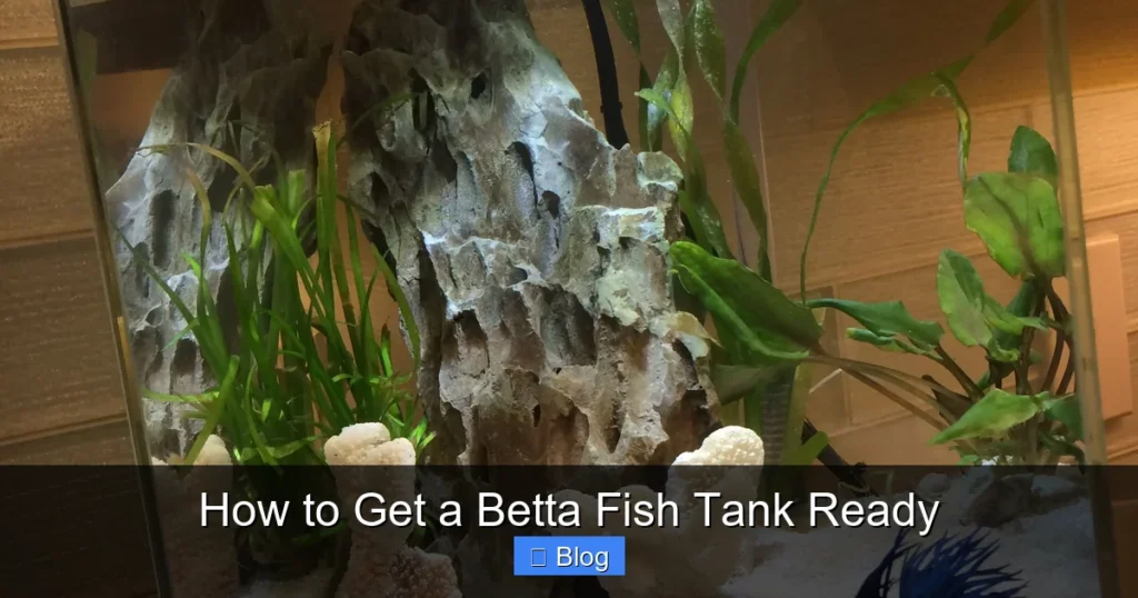 How to Get a Betta Fish Tank Ready