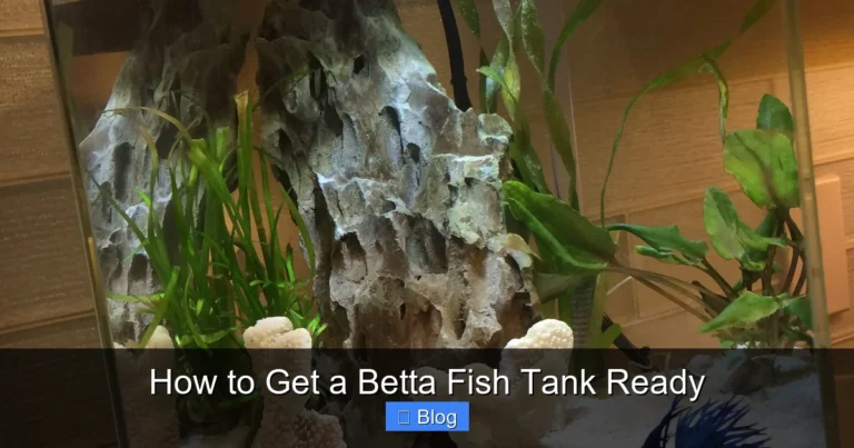How to Get a Betta Fish Tank Ready
