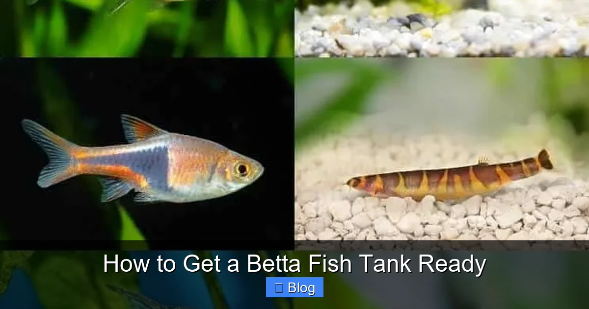 How to Get a Betta Fish Tank Ready