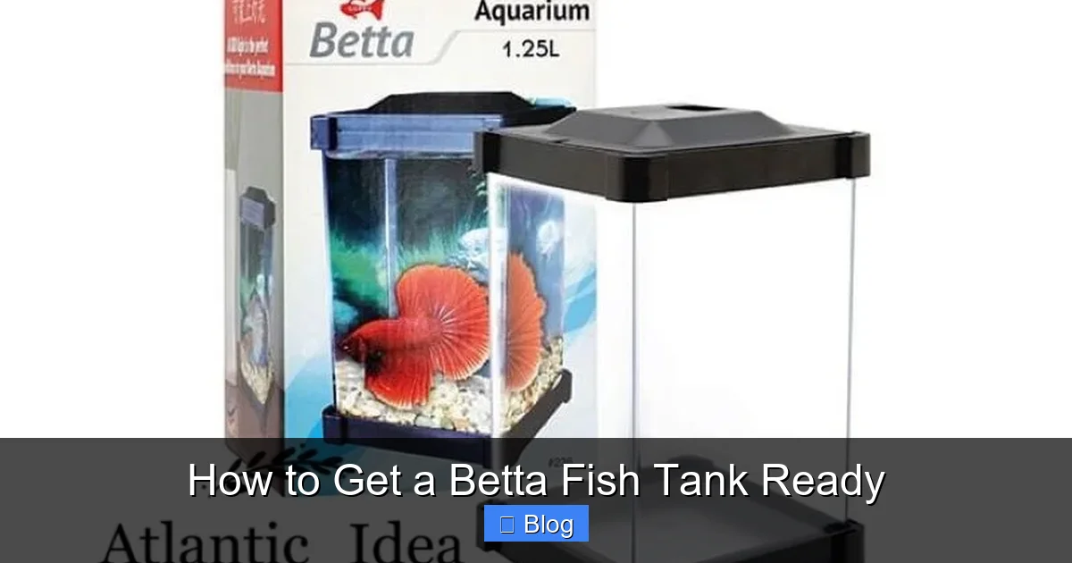 How to Get a Betta Fish Tank Ready