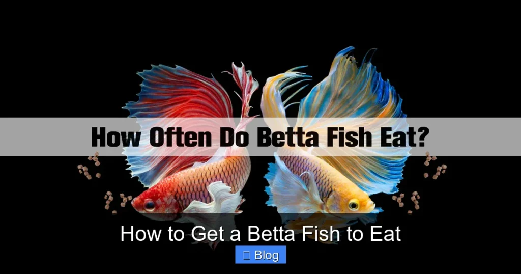 How to Get a Betta Fish to Eat