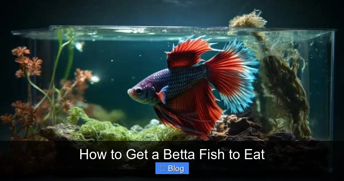 How to Get a Betta Fish to Eat