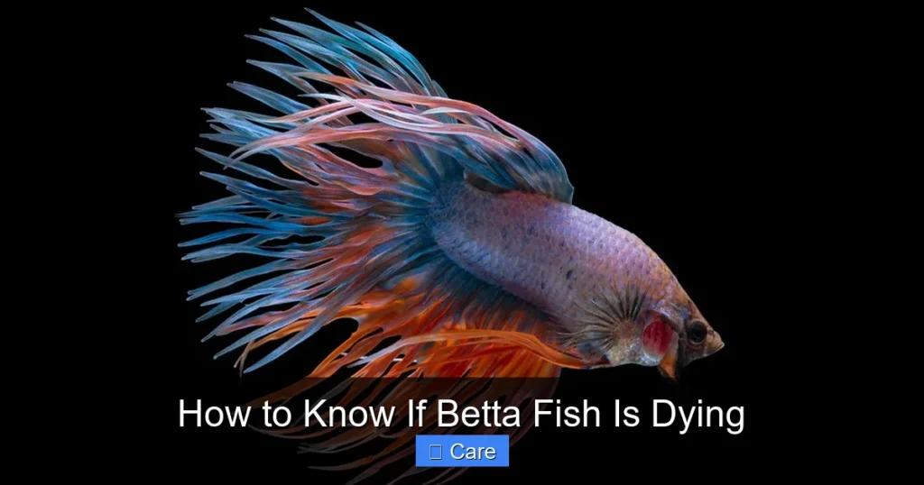 How to Know If Betta Fish Is Dying