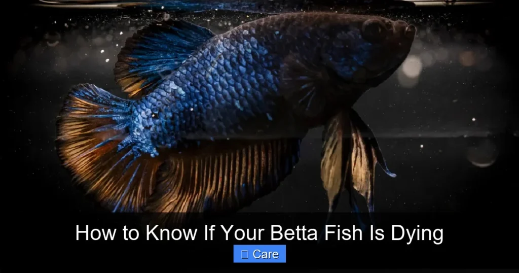 How to Know If Your Betta Fish Is Dying
