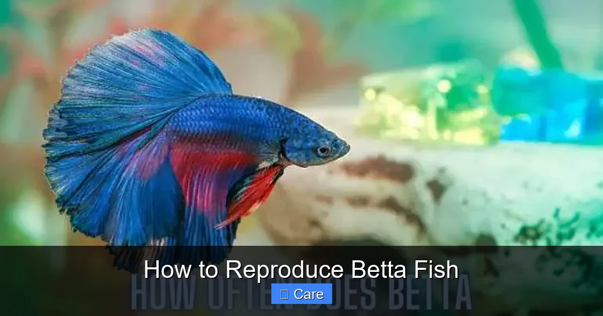 How to Reproduce Betta Fish