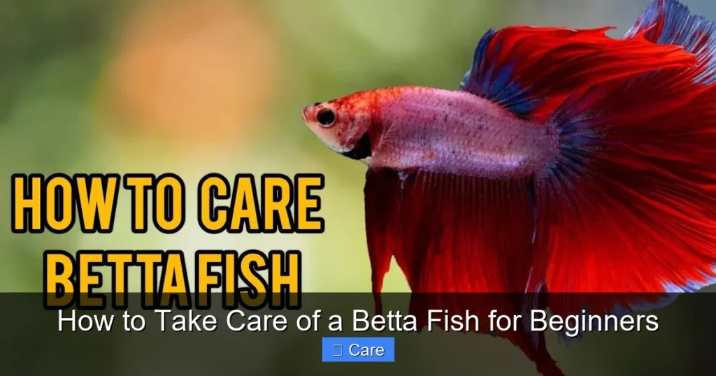 How to Take Care of a Betta Fish for Beginners