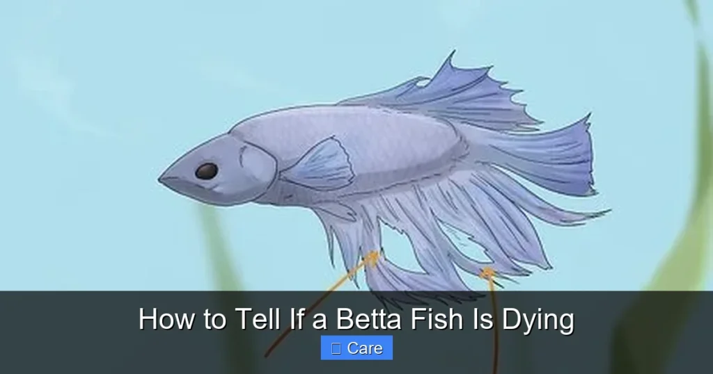 How to Tell If a Betta Fish Is Dying