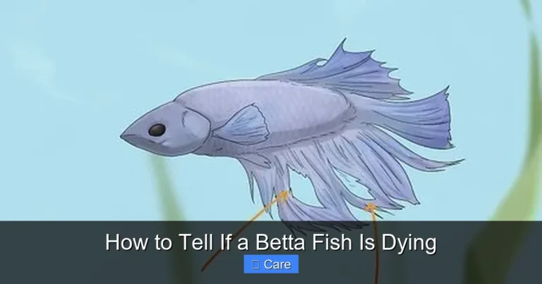 How to Tell If a Betta Fish Is Dying