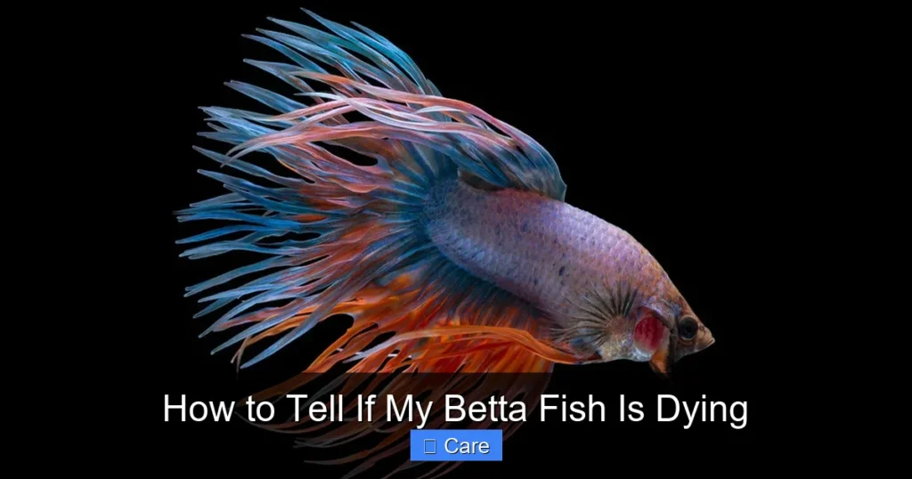 How to Tell If My Betta Fish Is Dying