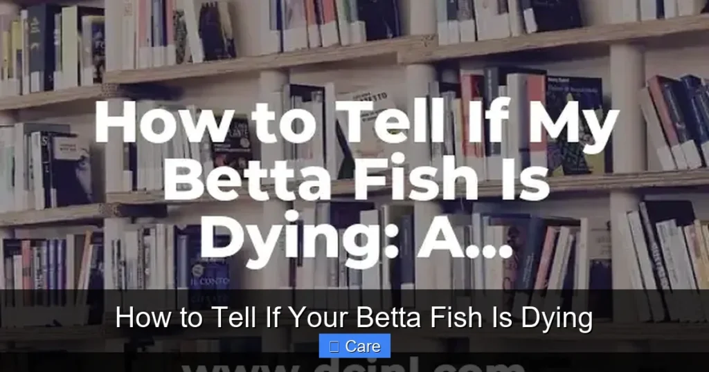 How to Tell If Your Betta Fish Is Dying