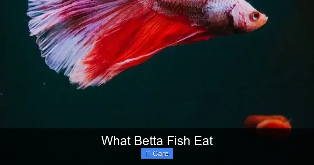What Betta Fish Eat