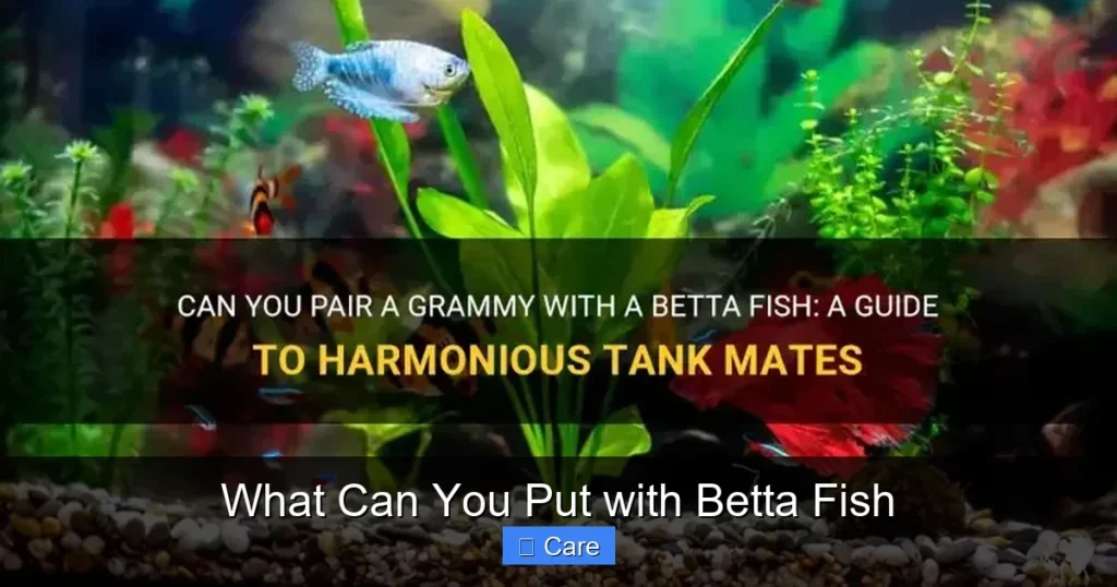 What Can You Put with Betta Fish