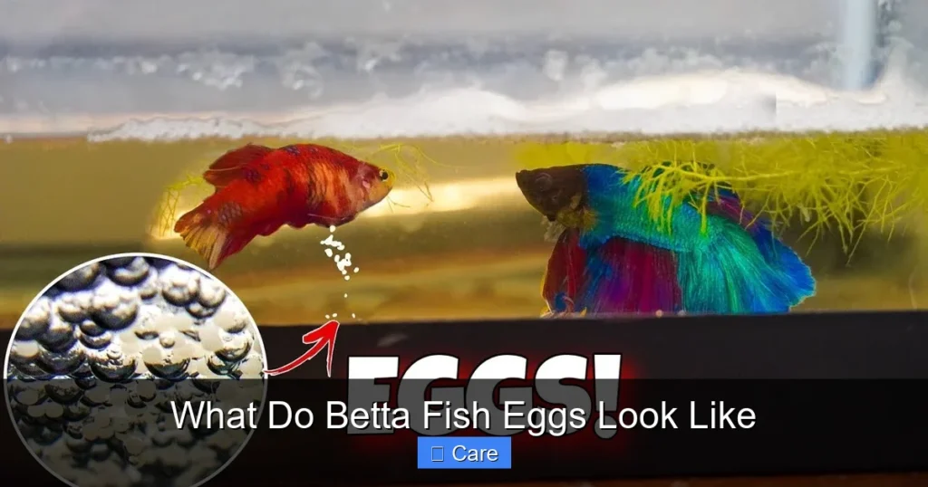 What Do Betta Fish Eggs Look Like